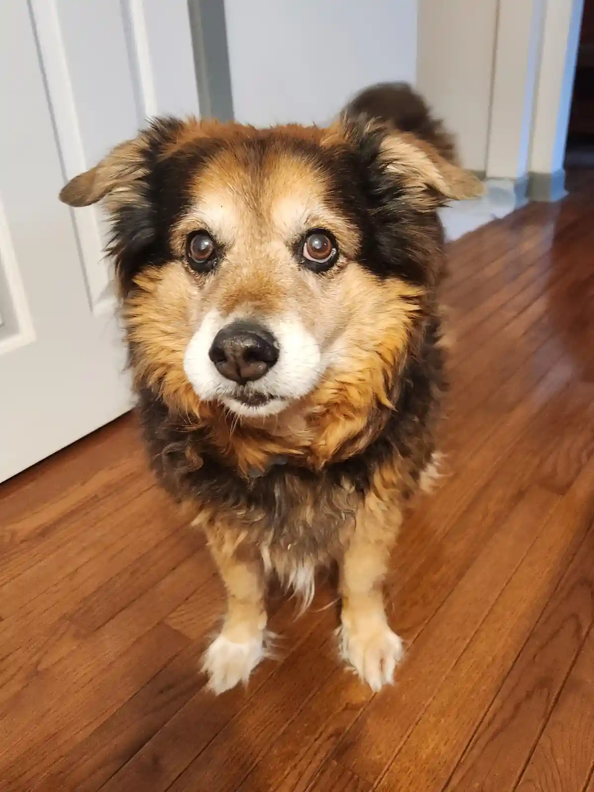 A fluffy brown and black dog with a white muzzle and paws stands on a wooden floor, looking directly at the camera with…