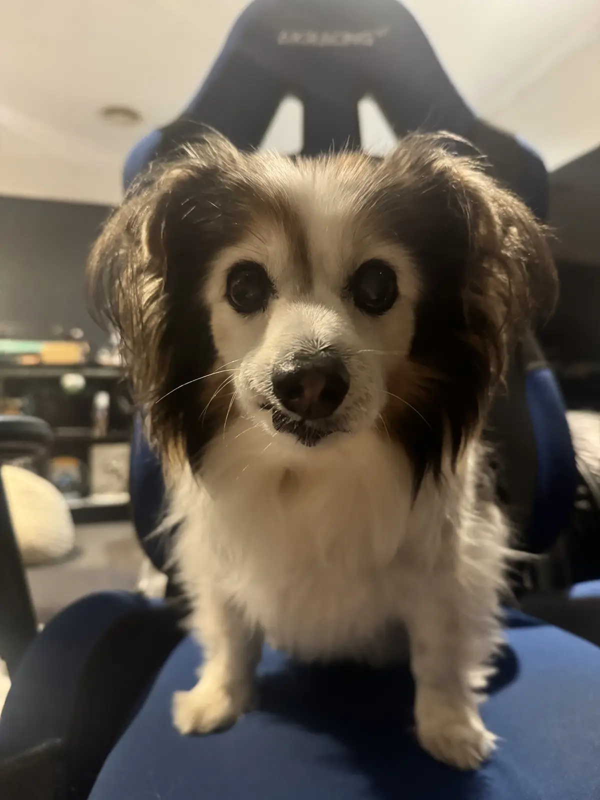 A small, fluffy dog with brown and white fur sits upright on a blue gaming chair, looking directly at the camera with large…