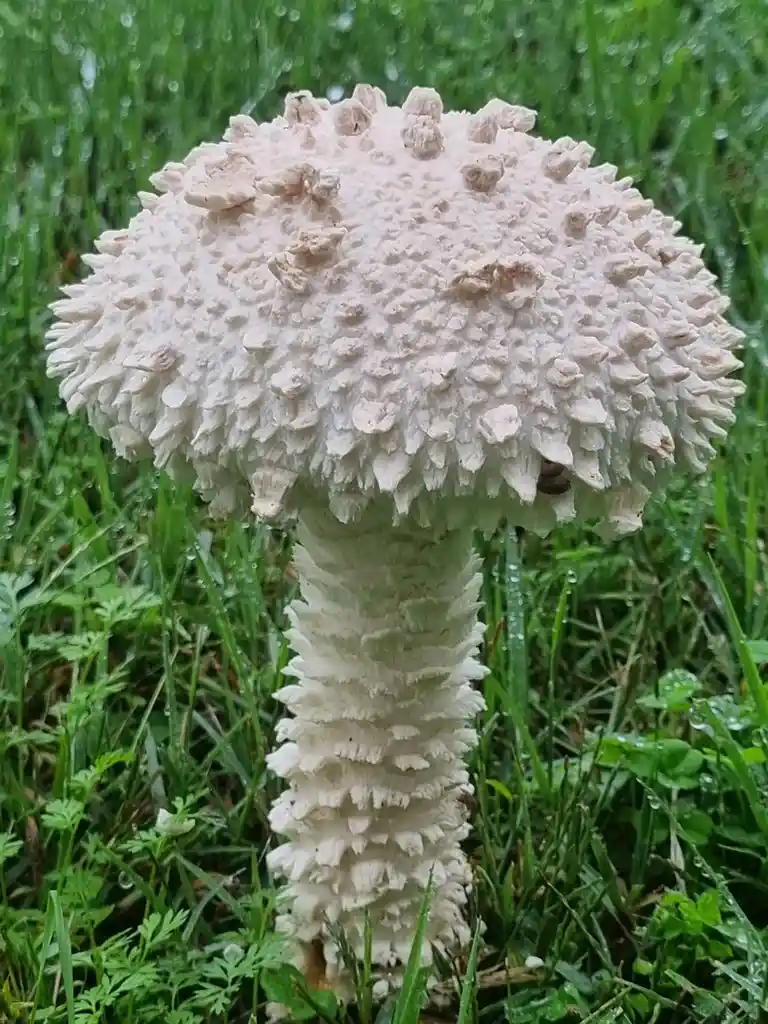 A close-up photo shows a large, white mushroom with a bulbous, spiky cap and a ridged stem, growing in green grass dotted…