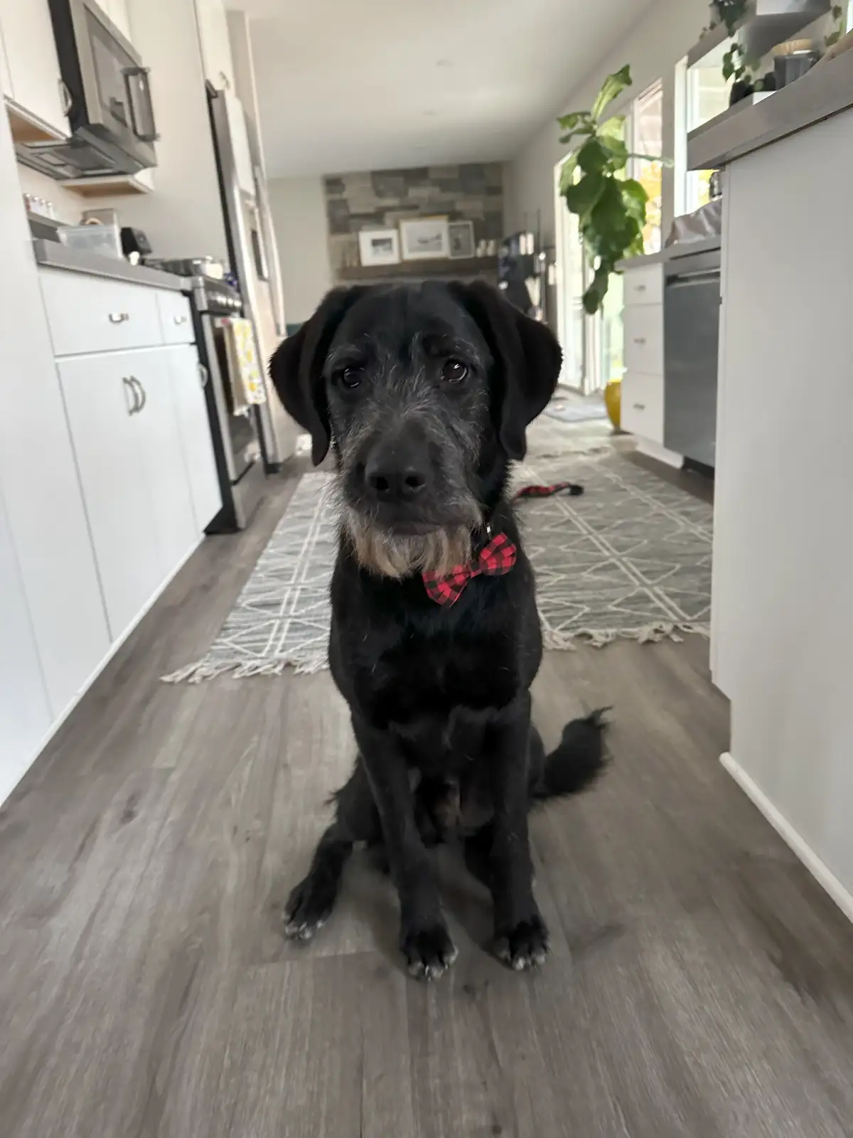 A black dog with a red plaid bowtie sits on a wooden floor in a modern kitchen, looking directly at the camera with a sad…