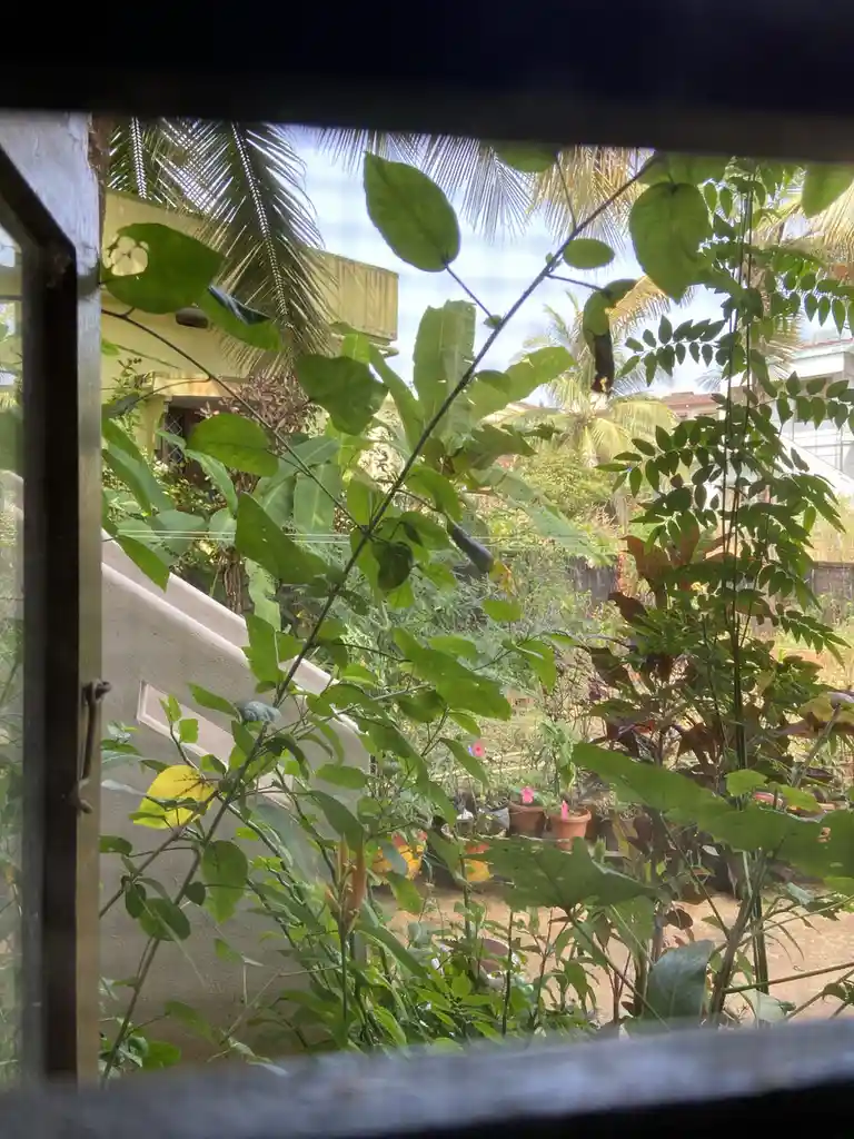 A view from inside a room looking out through a window frame at a lush, green garden filled with various plants, palm trees…