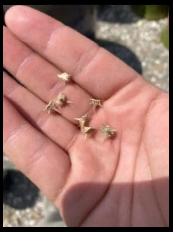 A close-up photo shows a person's open palm holding several small, spiky, light-brown seed pods or plant fragments. The…