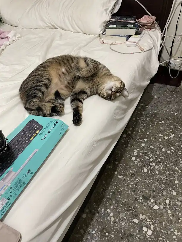A tabby cat is lying on its back on a bed, appearing very relaxed with its paws up, next to a boxed multi-device remote. The…