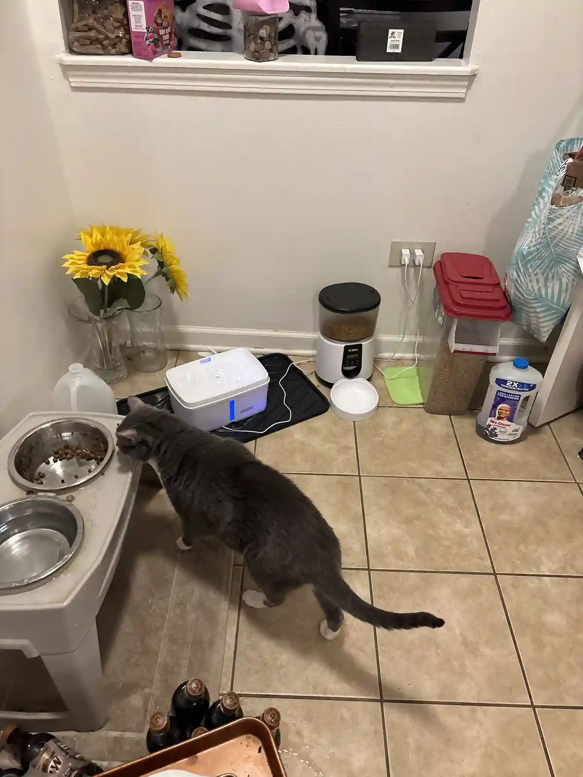 A gray cat with white paws stands beside a raised pet food station, looking down at its nearly empty food bowl. The room…