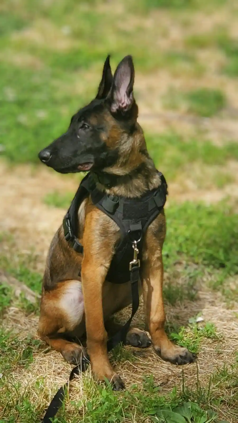 A Belgian Malinois dog sits attentively on grass wearing a black tactical harness with a leash attached. The dog has a…