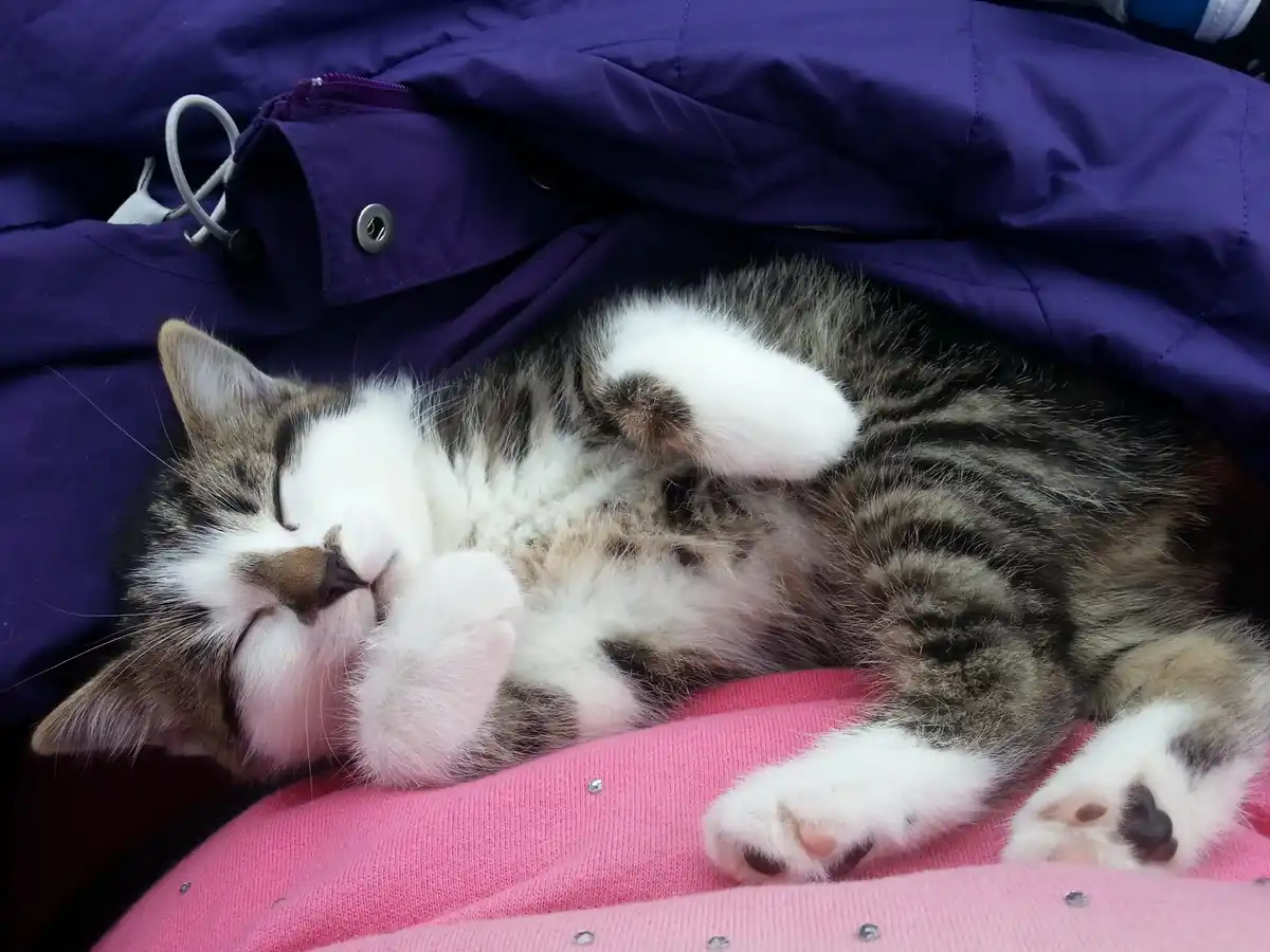 A small tabby and white kitten is sleeping soundly on its back, paws curled near its face, on a pink fabric with silver…