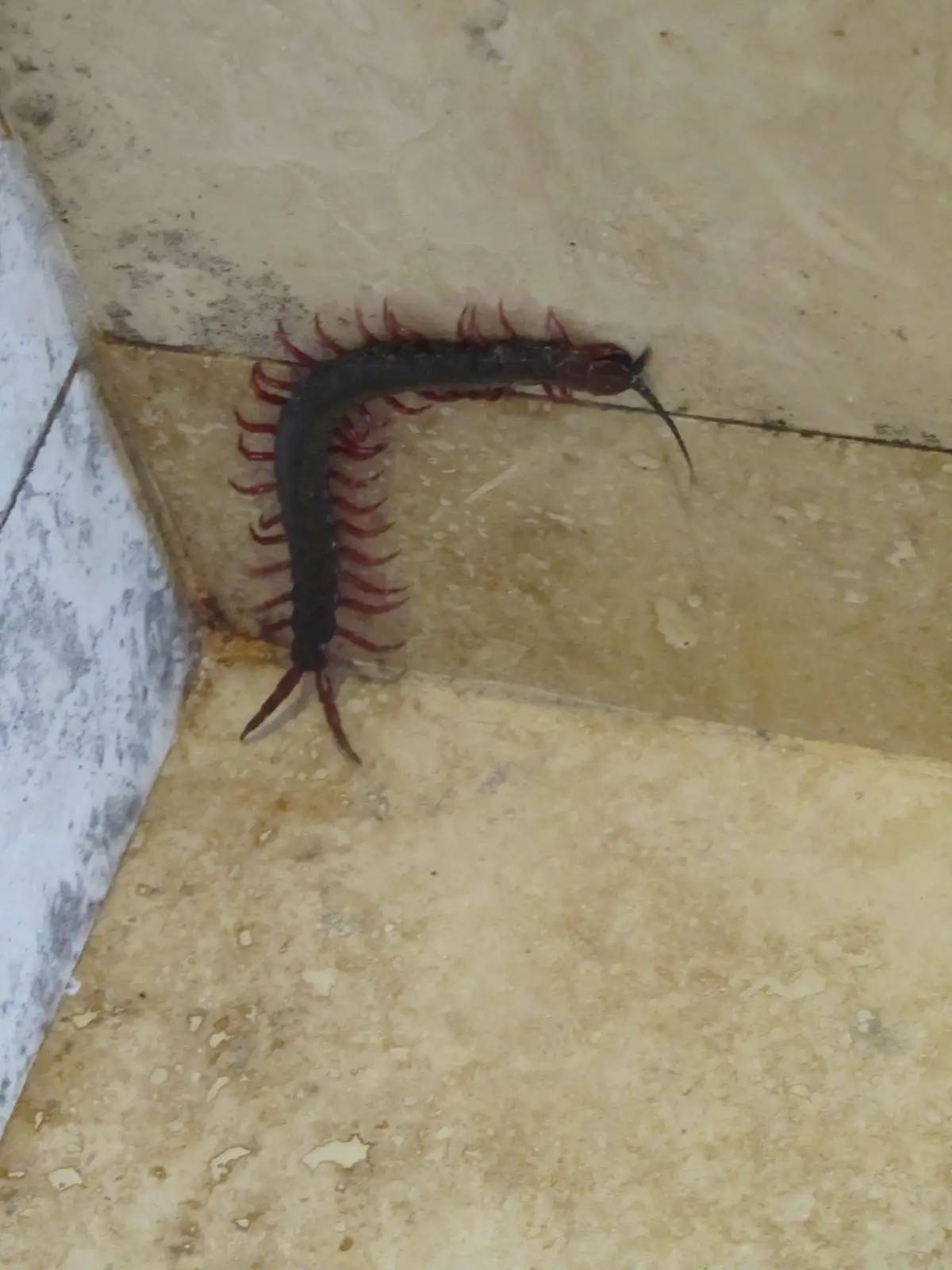 A large centipede with a dark body and bright red legs is crawling along a dirty, beige tiled floor near a corner. The image…