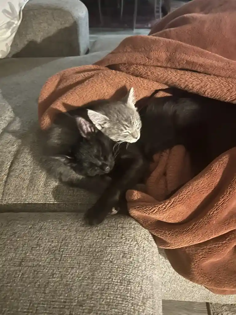 Two cats, one gray and one black, are curled up together sleeping under a rust-colored blanket on a gray couch. The gray cat…