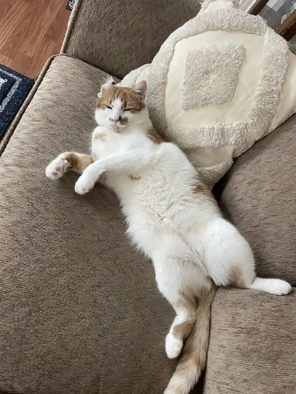 Meet Freddy: The Star of the Show