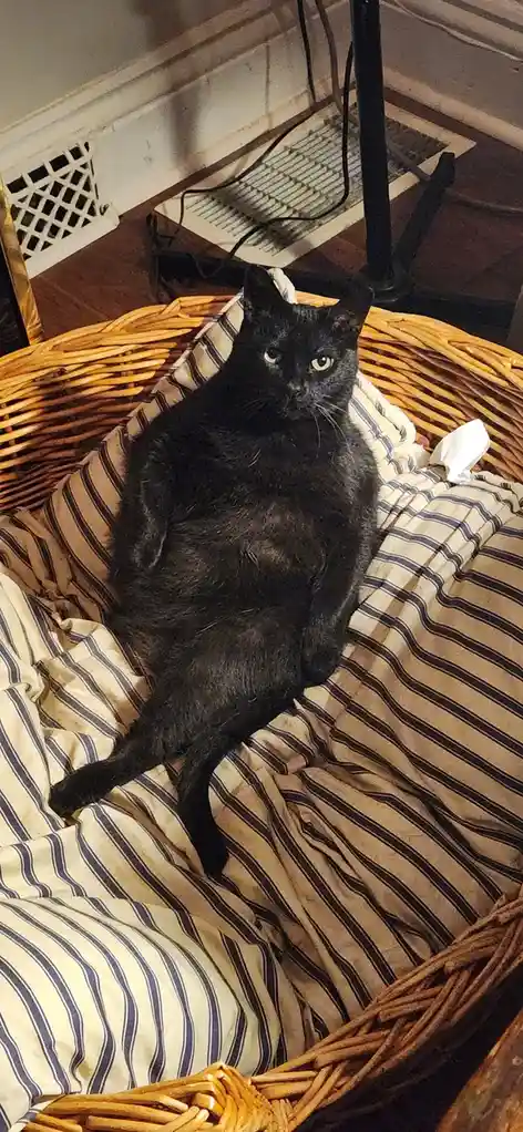 A black cat lounges in a wicker basket lined with striped fabric, looking directly at the camera with a relaxed, slightly…