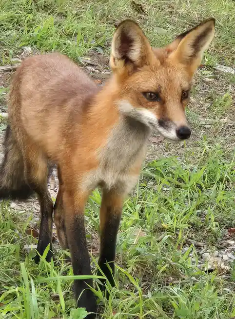 A red fox stands in green grass, looking sideways with a skeptical or unimpressed expression. The overlaid text reads 'i'm…