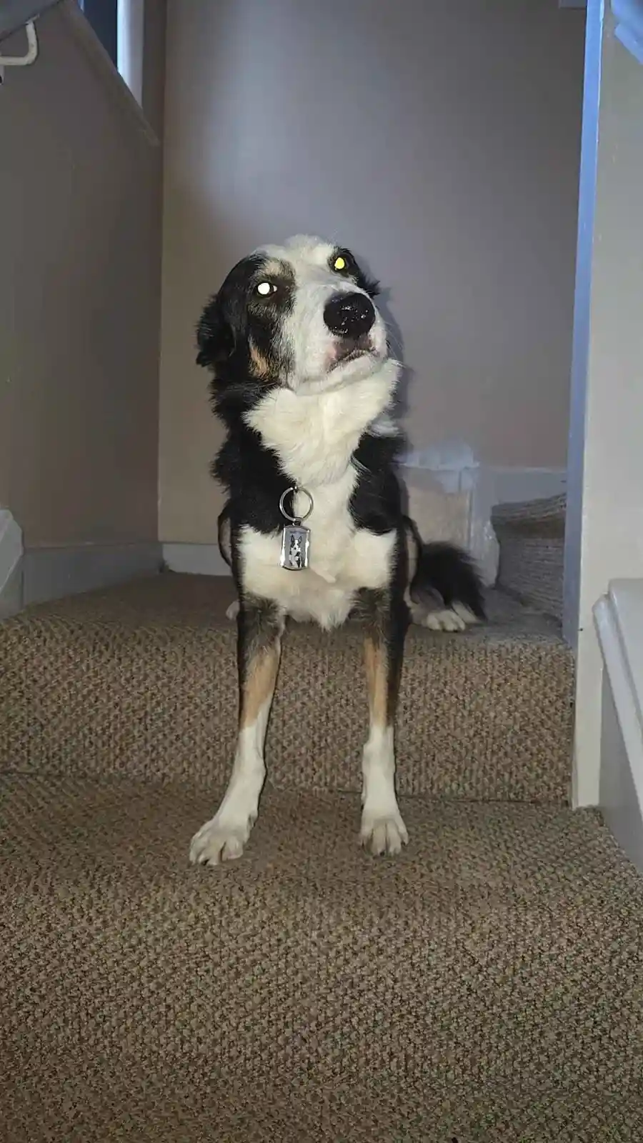 A black, white, and tan dog sits upright on carpeted stairs, looking upward with glowing yellow eyes. It wears a collar with…