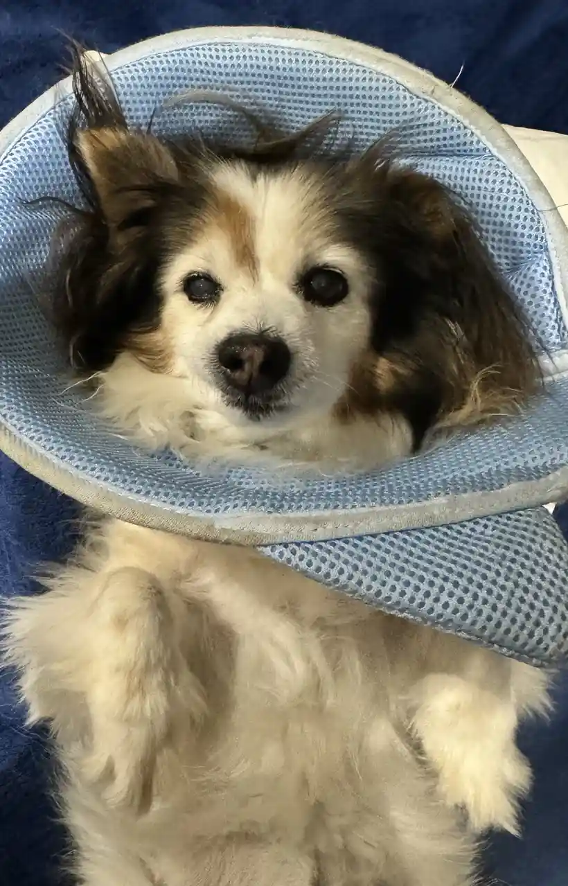 A small, fluffy dog with brown and white fur lies on a blue blanket, wearing a light blue mesh cone collar. The dog looks…