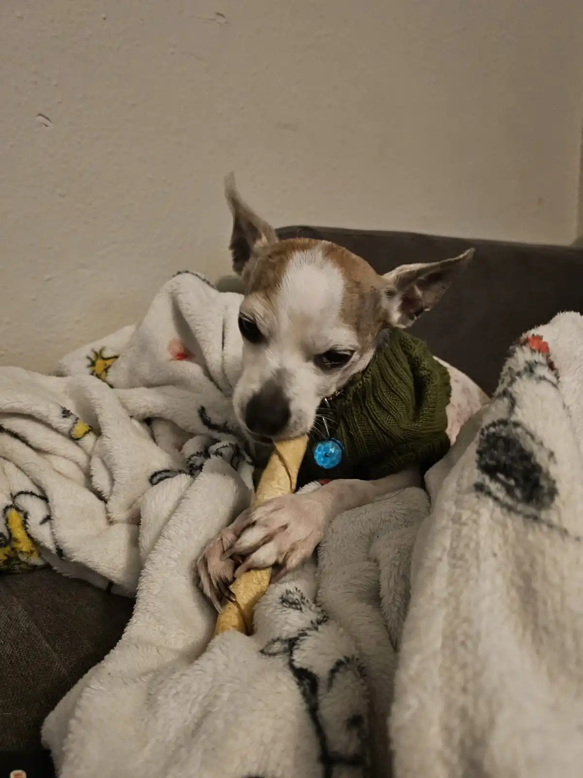 Meet Pancho, My Adorable Rescue Chihuahua!