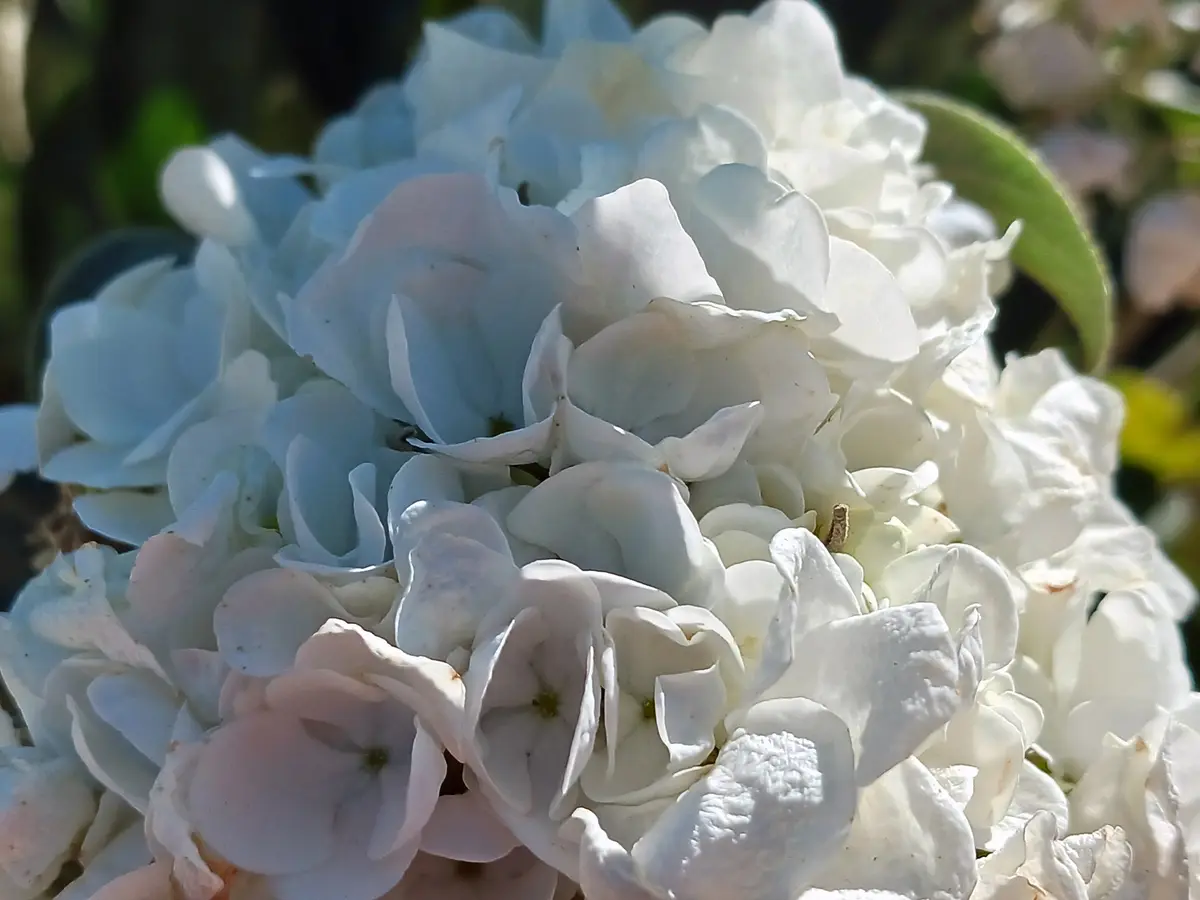 A close-up photo of a large, textured hydrangea bloom with petals in shades of white and pale blue, illuminated by sunlight…