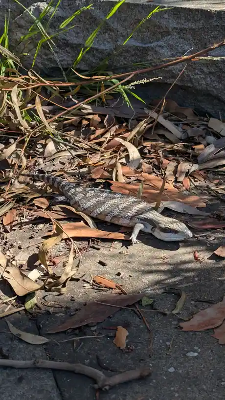 A blue-tongued skink lizard lies motionless on a concrete surface covered with dry leaves and grass, basking in sunlight…