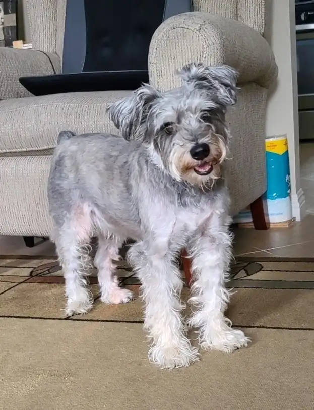 A scruffy, gray-and-white dog with a shaggy coat and a slightly open mouth stands on a patterned rug in a living room…