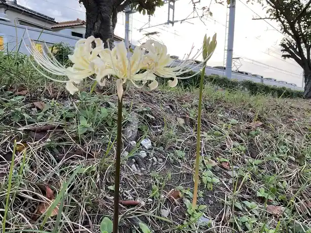 A pale yellow spider lily (Lycoris radiata) blooms in a grassy patch near a railway track, with a passing train visible in…