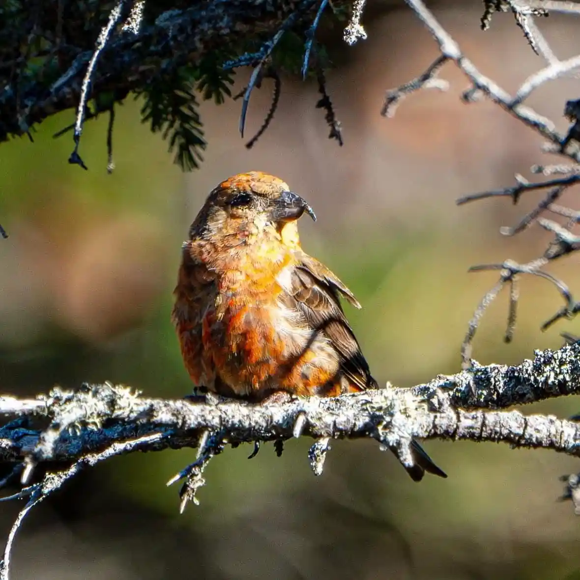 A small bird with orange-brown feathers and a thick, curved black beak perches on a lichen-covered tree branch. The bird…