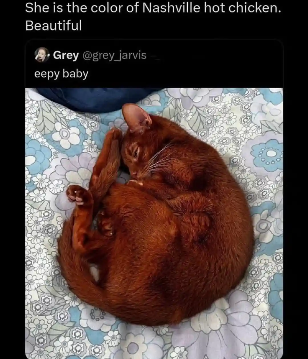 A reddish-brown cat curls up asleep on a floral-patterned bedspread. Overlaid text reads 'She is the color of Nashville hot…