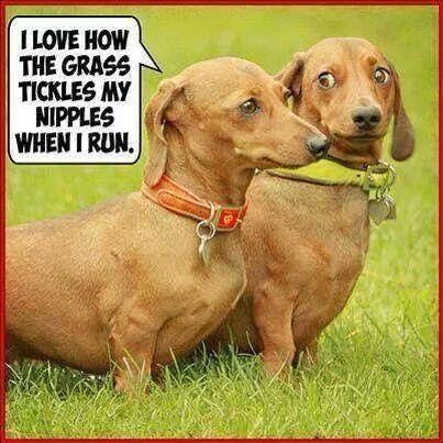 Two dachshunds stand side-by-side on green grass. The dog on the left, wearing an orange collar, has a speech bubble that…