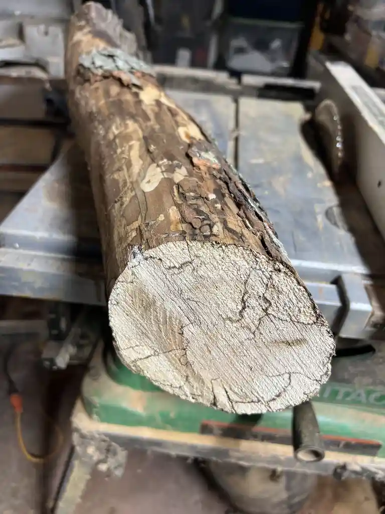 A rough-cut log rests on a table saw, its freshly sliced end showing a cracked, textured surface that resembles a human…