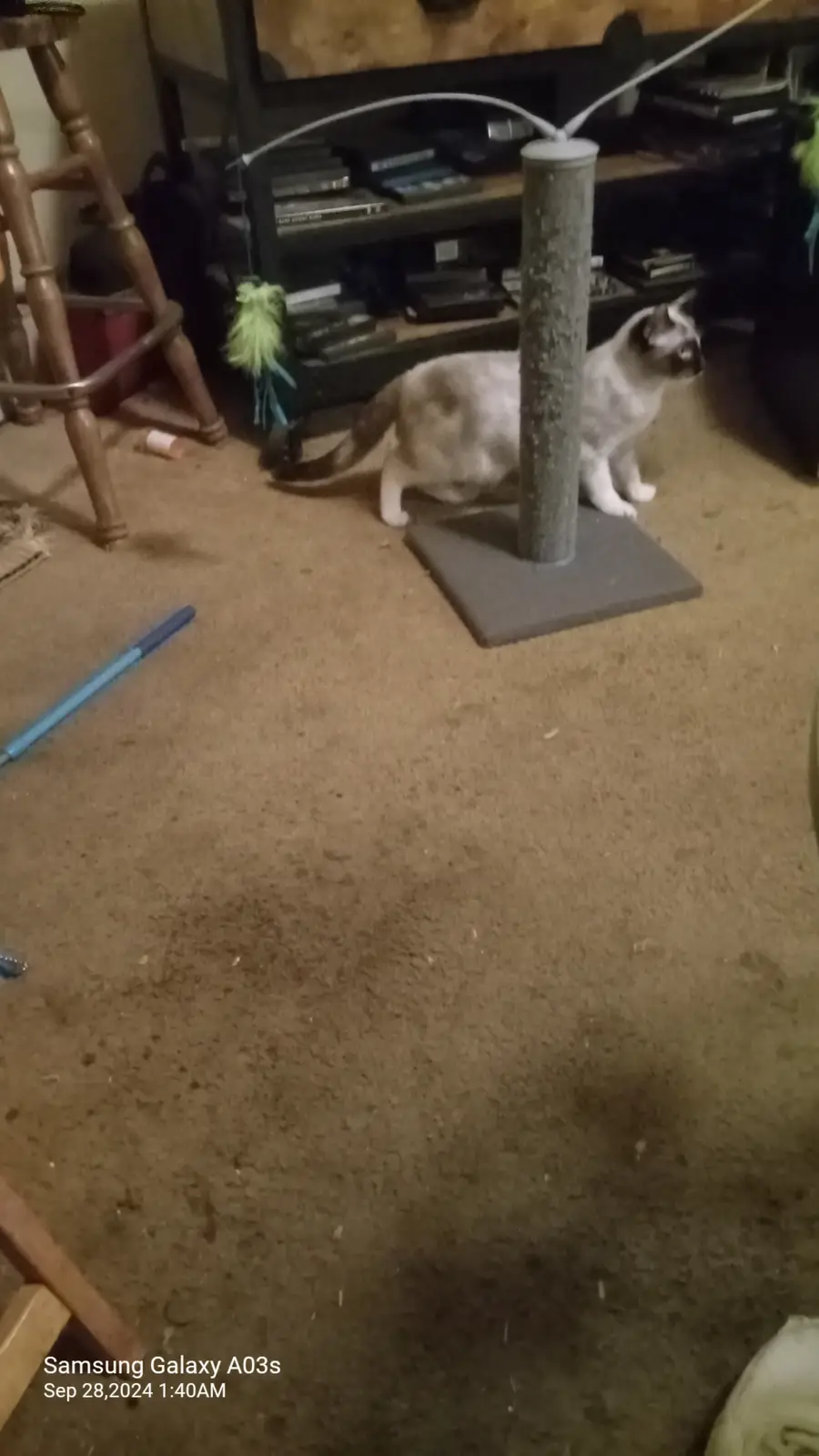 A light-colored cat with dark points sits beside a tall scratching post in a dimly lit room with carpeted floor, a wooden…