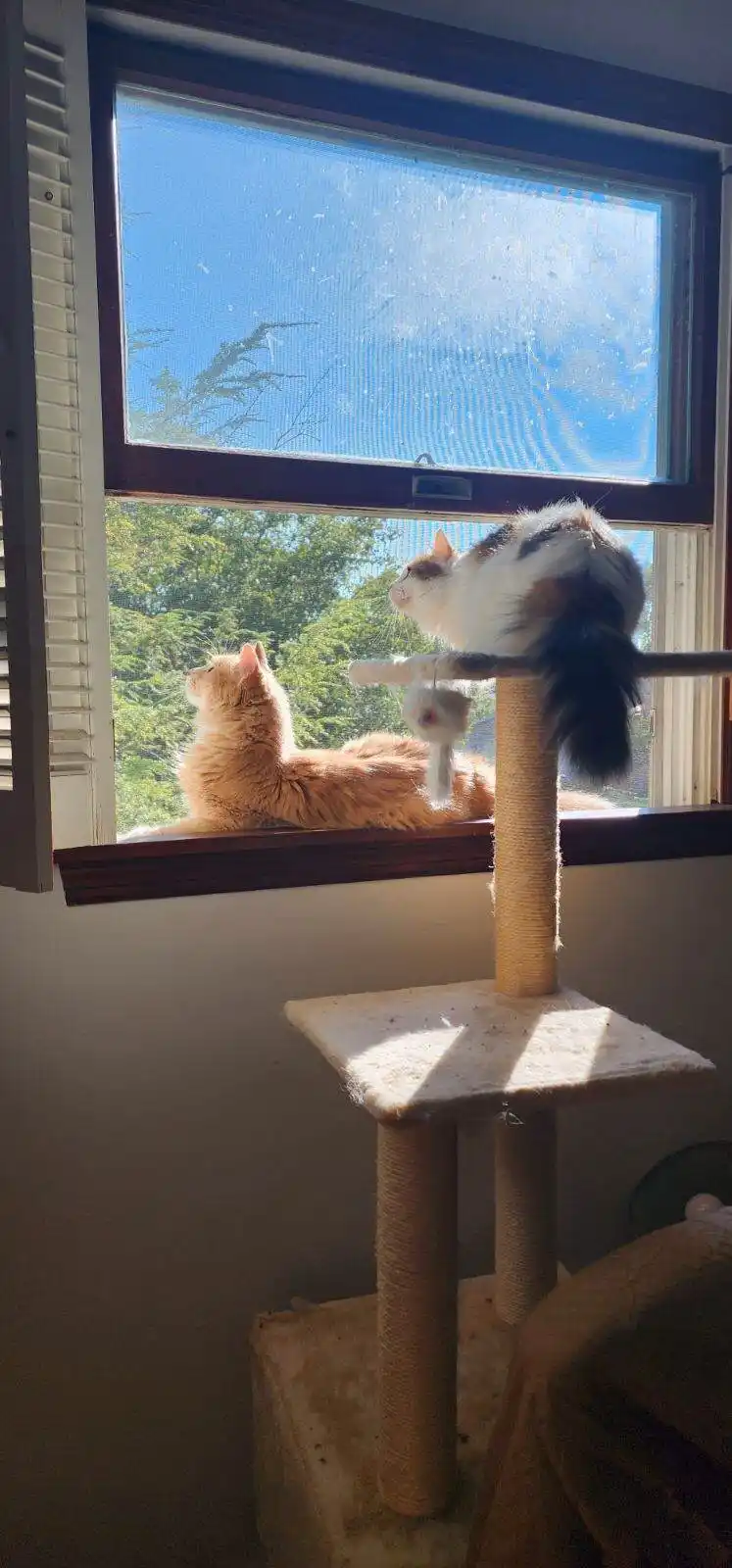 Two cats are positioned near a sunny window: one fluffy orange cat lounges on the windowsill, while a calico cat perches…
