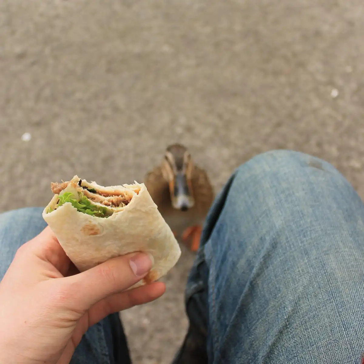 A person holds a partially eaten burrito with visible meat and lettuce, while a duck stares intently at the food from the…