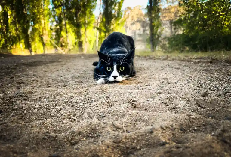 A black and white cat with green eyes is crouched low on a dirt path in a forest, staring intently at the camera. The…
