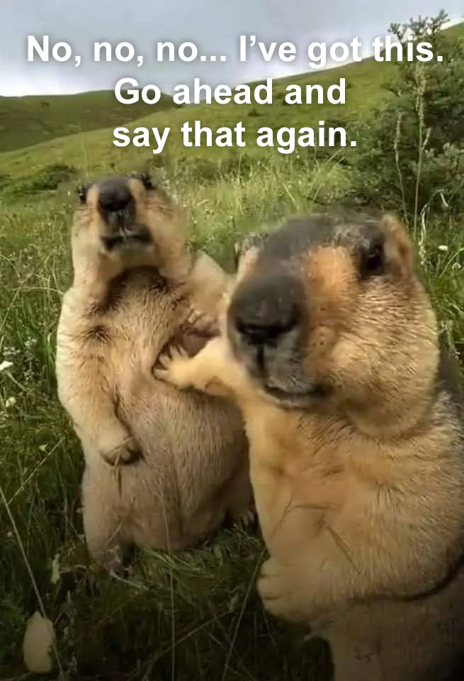 Two marmots stand upright in a grassy field, one facing forward with a confident expression while the other looks upward…