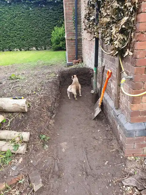 A fawn-colored dog stands at the end of a long, narrow trench dug in a backyard next to a brick wall, with a shovel leaning…