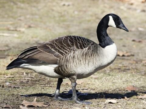 A Canada goose stands on dry grass with scattered leaves, its black head and neck contrasting with white cheeks and…
