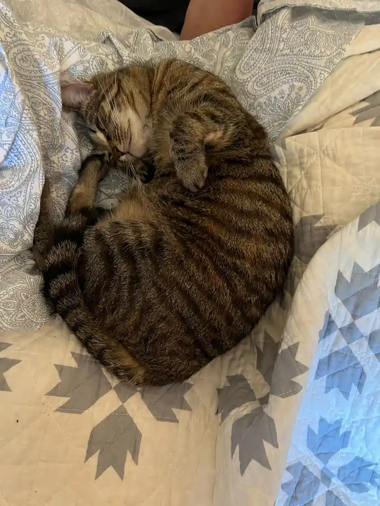 A tabby cat is curled up tightly in a ball on a patterned bedspread, appearing to be asleep or resting deeply. The cat's…