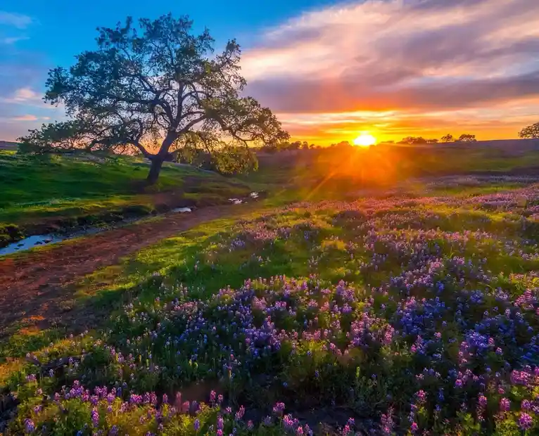 A serene landscape photo shows a large tree on a grassy hill beside a dirt path, with a field of purple wildflowers in the…