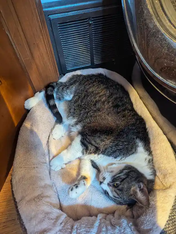 The Cozy Cat: Enjoying Life by the Heater Vent