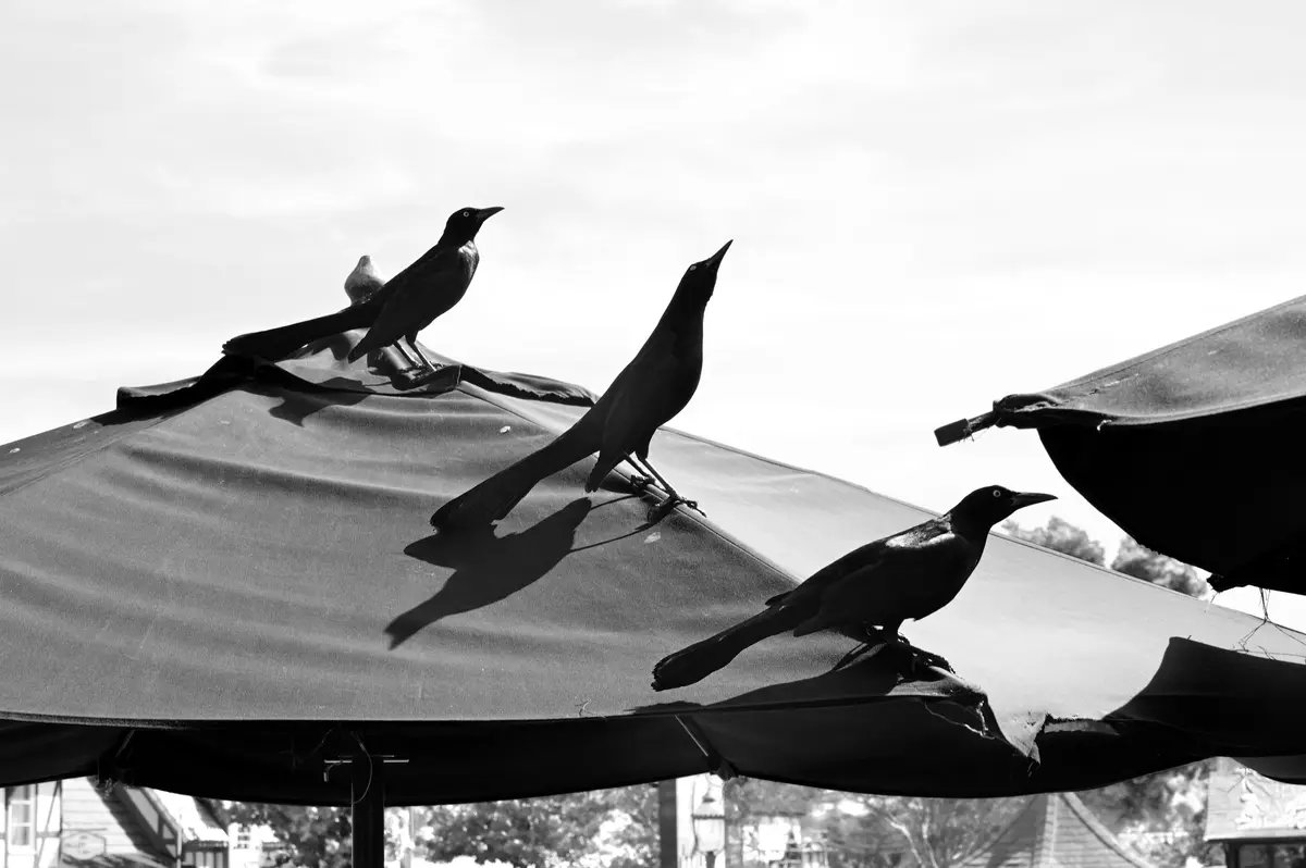 A black-and-white photo shows three black birds perched on the fabric canopy of an outdoor umbrella, with one smaller bird…