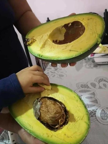 A person holds a halved avocado with the pit still intact in one half, while a child's hand reaches into the other half to…