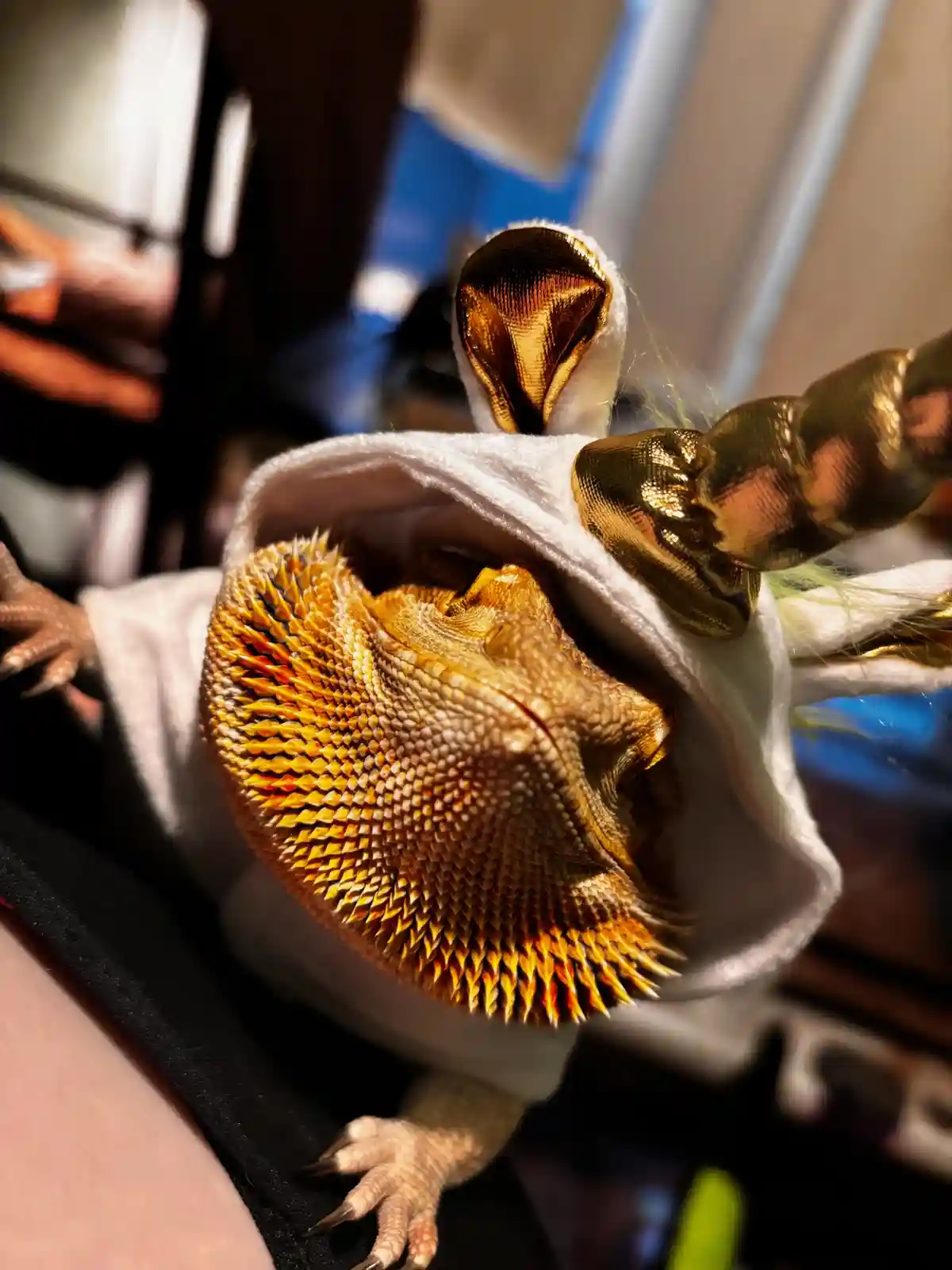 A close-up photo of a bearded dragon lizard wearing a white hooded costume with a golden horn and ears, looking calm and…