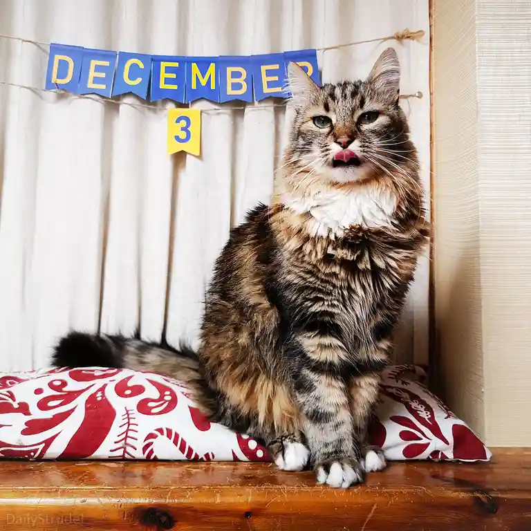 A fluffy tabby cat sits regally on a red and white patterned pillow atop a wooden surface, licking its lips with a smug…