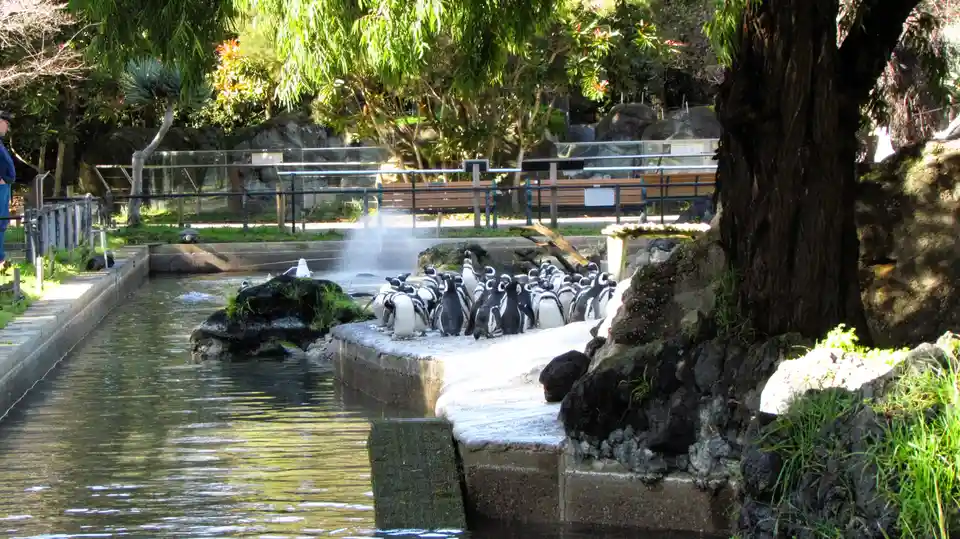 A large group of penguins stands densely packed on a concrete ledge beside a water enclosure in a zoo or wildlife park…
