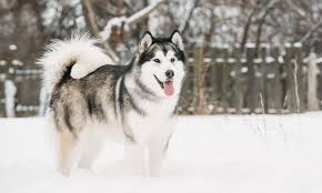A fluffy, gray-and-white Siberian Husky stands in a snowy landscape with its tongue out, looking cheerful. The image has…