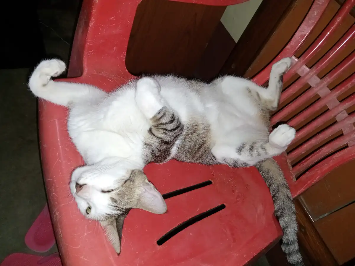 A white and gray tabby cat is lying on its back on a red plastic chair, paws curled up, appearing very relaxed and sleepy…