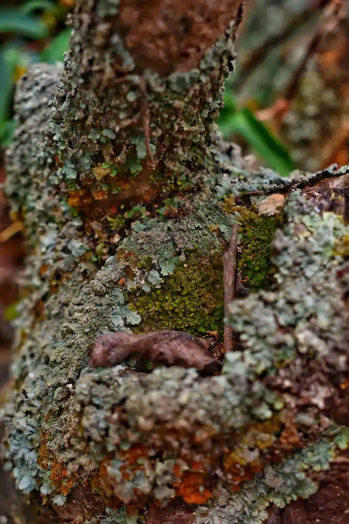 A close-up photo of a tree trunk covered in moss and lichen, with a single brown leaf resting on its surface. The overlaid…