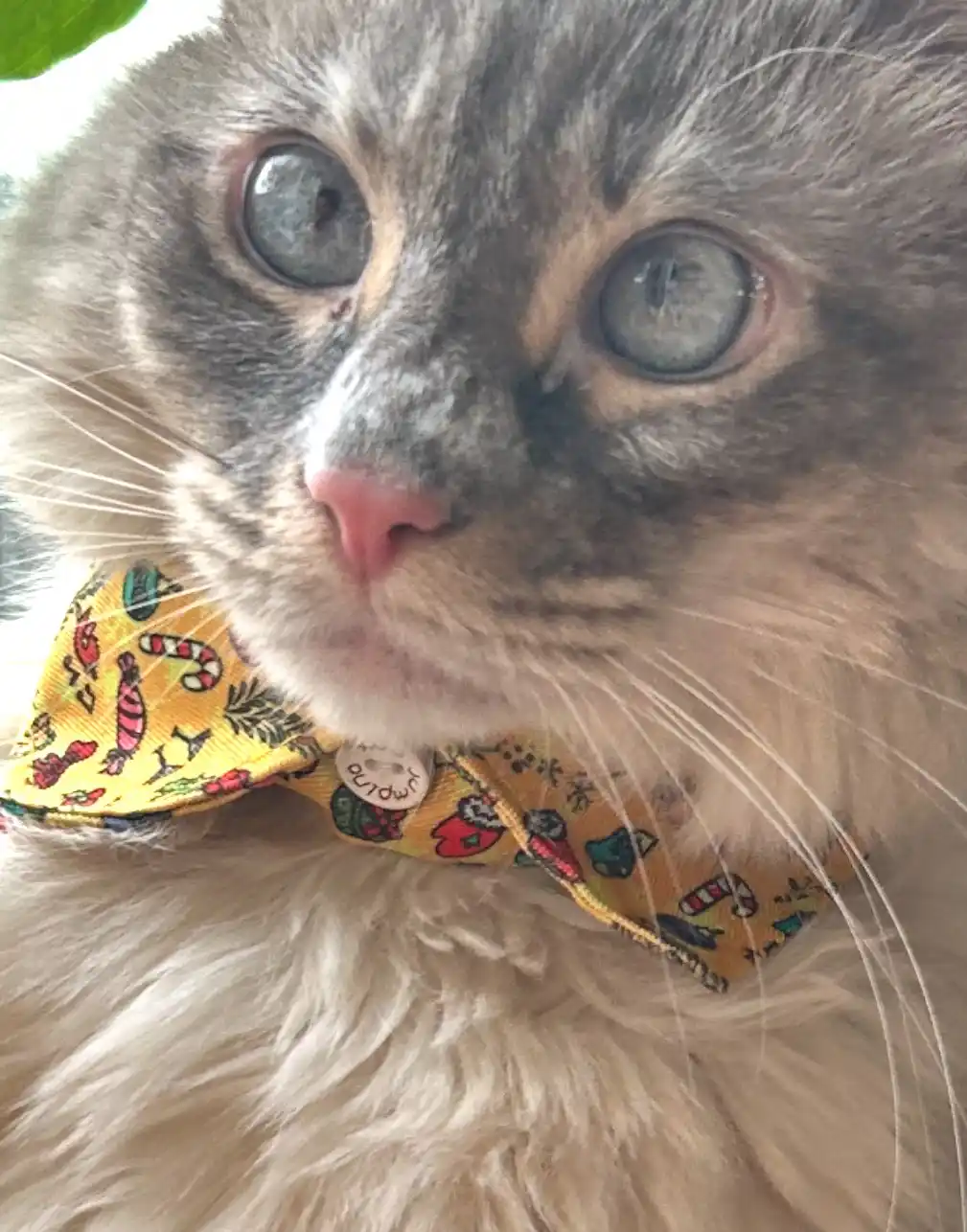 a close-up photo of a fluffy gray cat with wide, expressive blue eyes and a pink nose, wearing a yellow bowtie decorated…