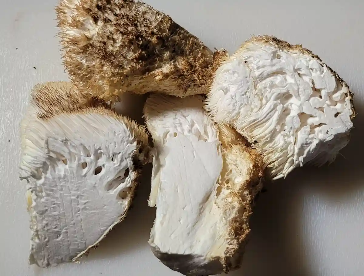 The image shows several pieces of a sliced, fuzzy mushroom with a white, porous interior and a brown, hairy exterior…