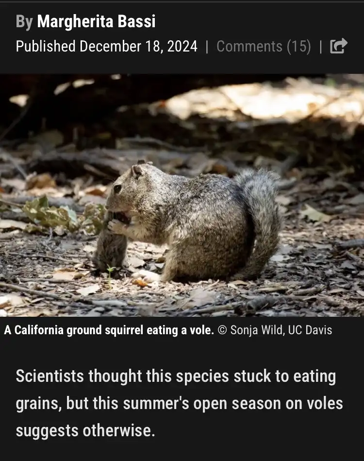 A gray California ground squirrel is shown sitting on a forest floor covered in dry leaves and twigs, actively eating a…