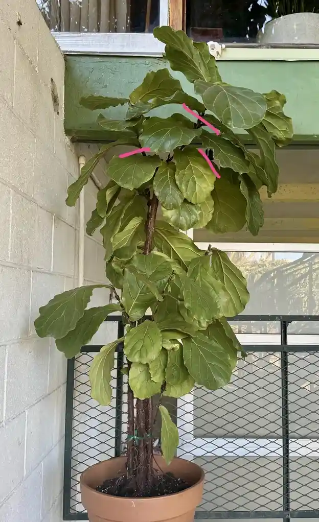 A potted fiddle leaf fig plant with large green leaves stands against a white brick wall and green window ledge. Pink…