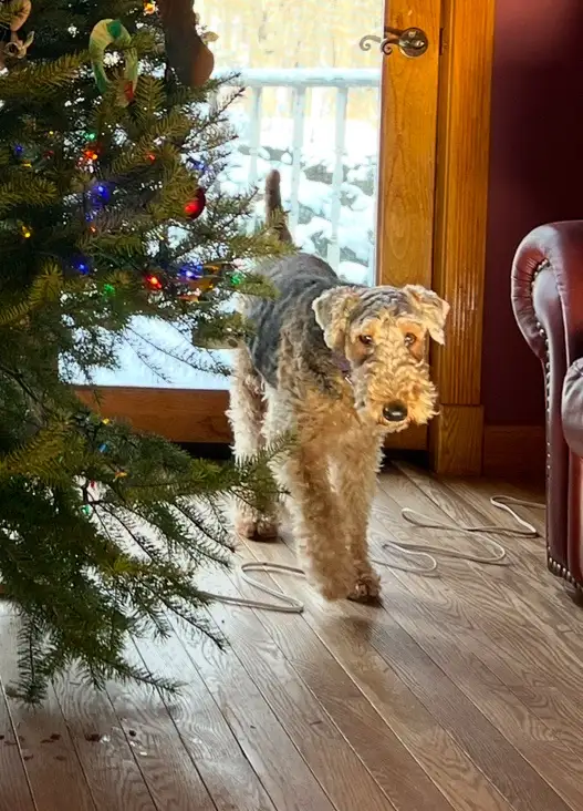 A scruffy, wiry-haired dog with a serious expression stands on a wooden floor next to a decorated Christmas tree with lights…