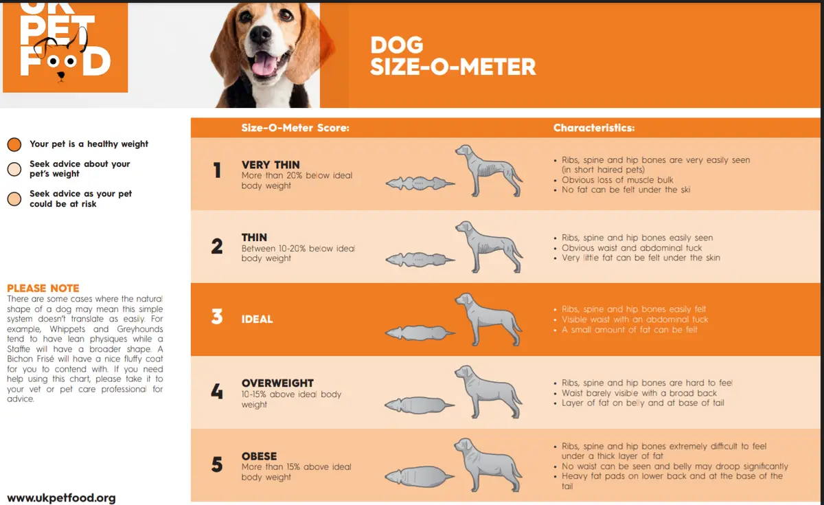 The Ultimate Guide to Dog Weight: How Much Should Your Pup Weigh?